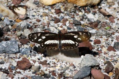 Longwing Butterfly, Abra Patricia Road,  Peru