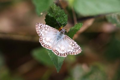 Tropical Checkered Skipper, Tarapoto, Peru