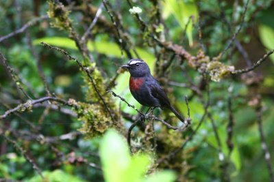 Slaty-Backed (Maroon-Belted) Chat-Tyrant