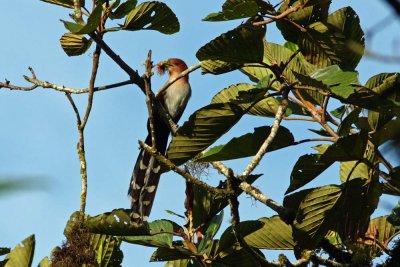 Squirrel Cuckoo, Tarapoto