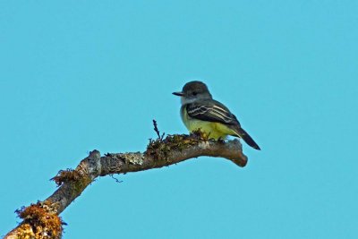 Pale-Edged Flycatcher Owlet Lodge