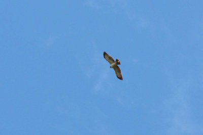 Hawk Short-tailed Owlet Lodge Peru ED LG 128 IMG_6344Pro042.jpg
