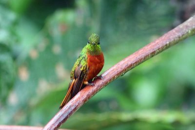 Chestnut-breasted Coronet, Owlet Lodge at Abra Patricia