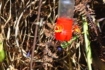 Marvelous Spatuletail, ECOAN Reserve