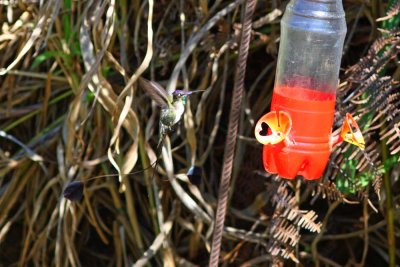 Marvelous Spatuletail, ECOAN Reservepg