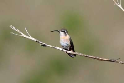 Purple-Collared Woodstar (Female) ECOAN Reserve