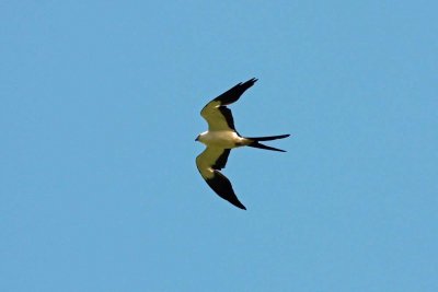 Swallow-Tailed Kite, Abra Patricia Road