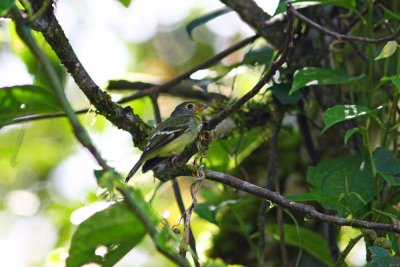 Wing-Barred Piprities (Manakin), Abra Patricia Road