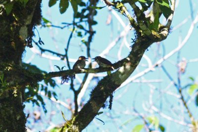 Lancolated Monklet, Abra Patricia Road