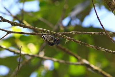 Speckle-Chested Piculet, Abra Patricia Road