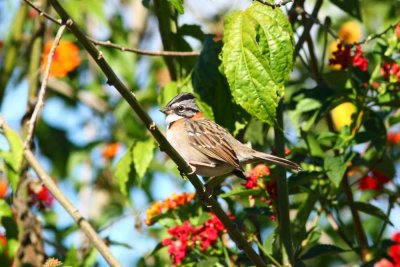 Rufous-collared Sparrow, Florida Pomacochas