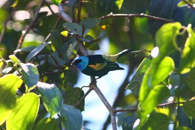 Blue-necked Tanager, Abra Patricia Road