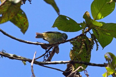 Spotted Tanager, Abra Patricia Road
