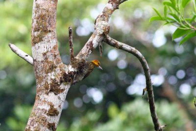 White-throated Woodpecker, Tarapoto