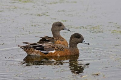 American Wigeon, NJ