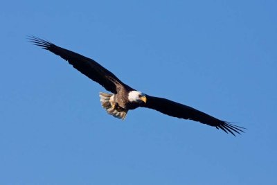 Hawks, Eagles, Kites, and Vultures