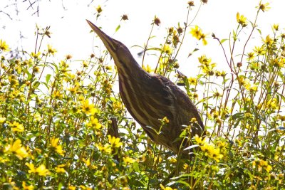 American Bittern, SC