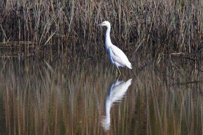 Snowy Egret, SC