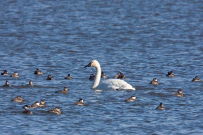 Tundra Swan and Ruddy Ducks, NC