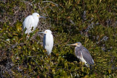 Tri-colored Heron and Snowy Egret, NC