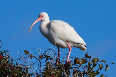 White Ibis, NC