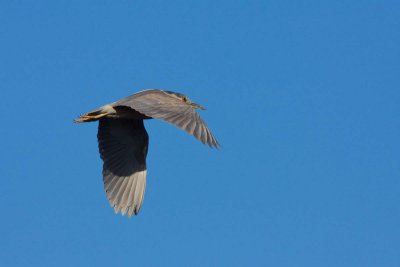 Black-crowned Night-Heron, NC