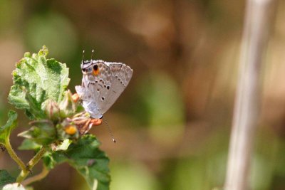 Mallow-Scrub Hairstreak Butterfly, Grand Cayman Island