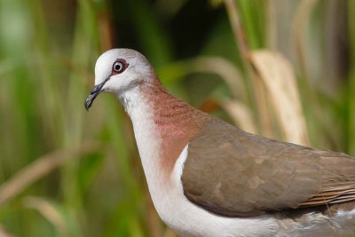 Caribbean Dove