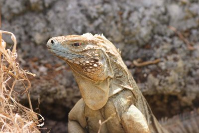 Blue Iguana