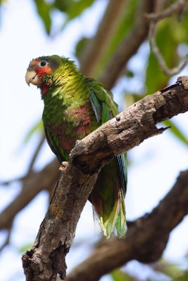 Rose-throated (Cuban) Parrot