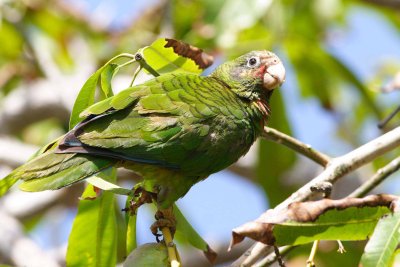Rose-throated (Cuban) Parrot