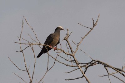 White-crowned Pigeon