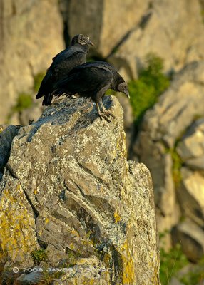 Pair of Black Vultures