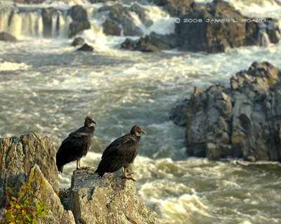 Vultures at Great Falls #2