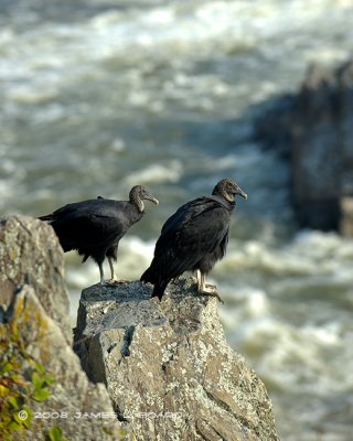 Black Vultures Watch the Potomac River Bank