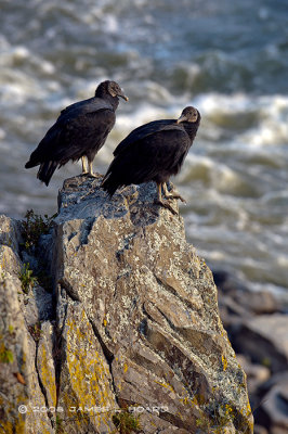 Black Vultures Watch the Potomac River Bank