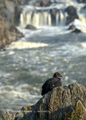 Vulture at Great Falls