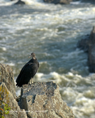 Black Vulture over Potomac River
