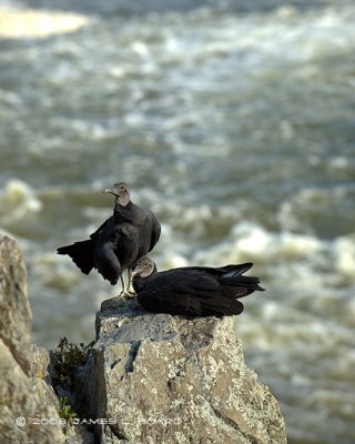 Pair of Black Vultures over Potomac River
