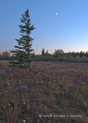 Lone Red Spruce at Dusk