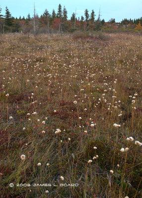 Bog Vegetation