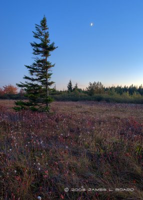 Lone Red Spruce at Dusk (HDR)