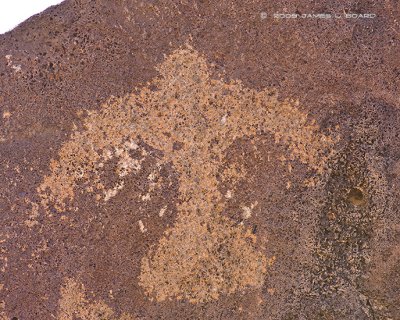 Bird Petroglyph