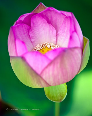 Fresh Lotus Bloom