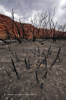 Remains After Desert Forest Fire