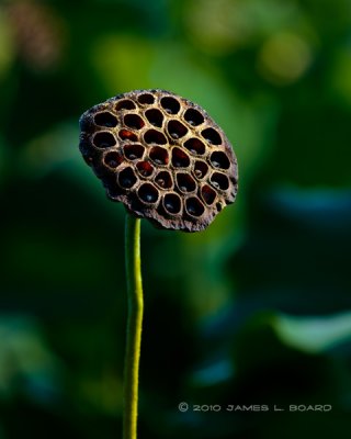 Dry Lotus Seed Pod