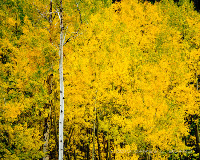 Aspen Leaves in Fall
