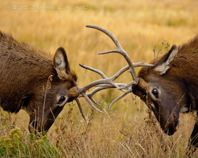 Bull Elks Battle, Up Close