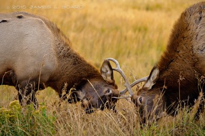 Bull Elks Battling