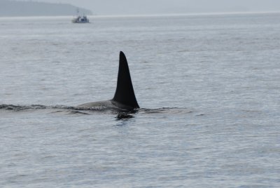 Orcas2 09-09.JPG